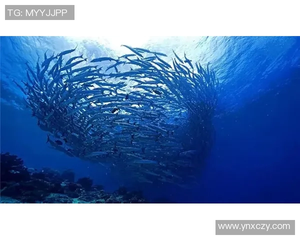 仙台七夕与海洋的奇妙交融探寻传统与自然的美丽结合